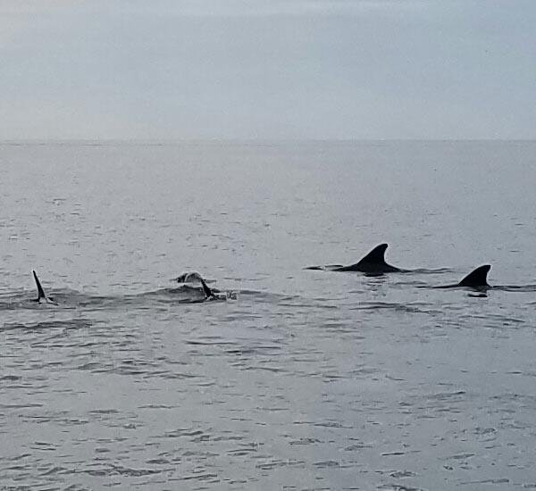 Dolphin watching aboard Bay View Charters on St. George Island Florida