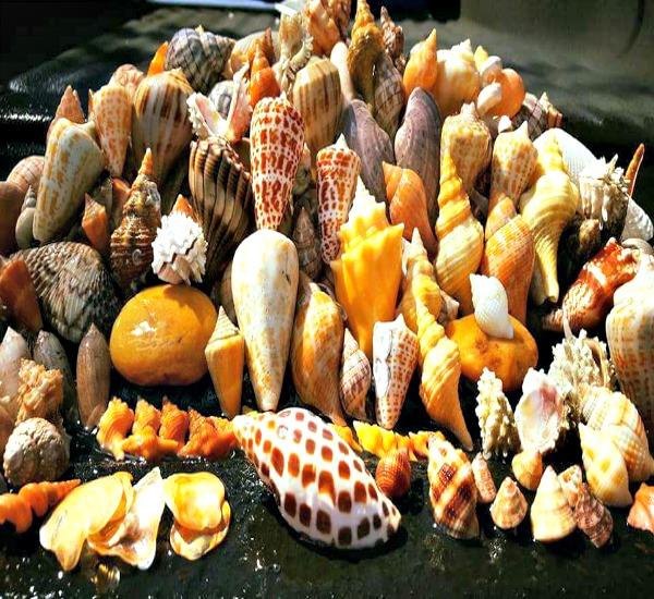 Collection of colorful seashells on St. George Island