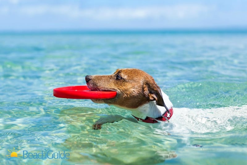 498930 Bestdogbeaches3