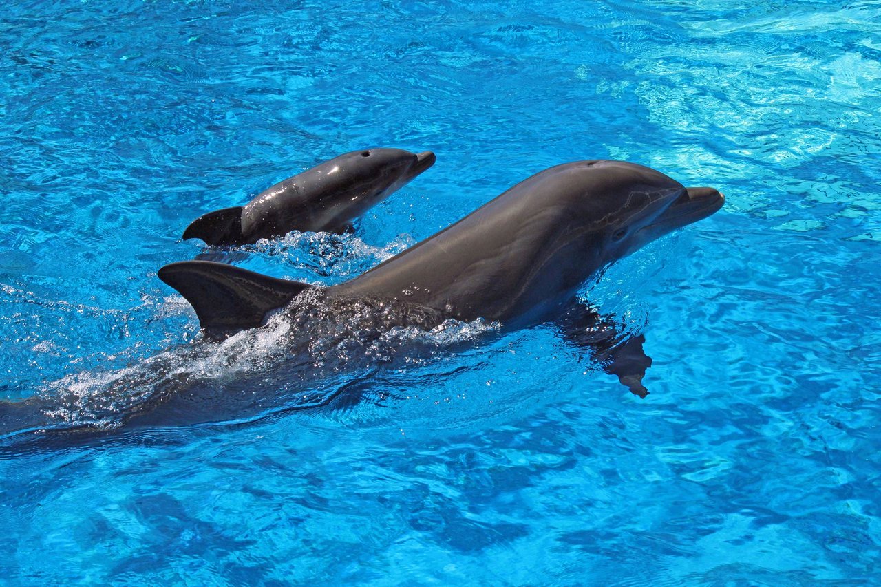 Gulfarium Dolphin baby