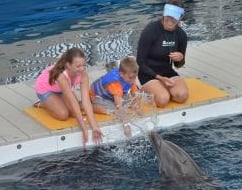 Gulfarium Marine Adventure Park Dolphin Experience