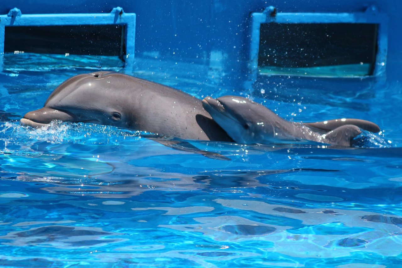 Gulfarium Dolphin baby 2