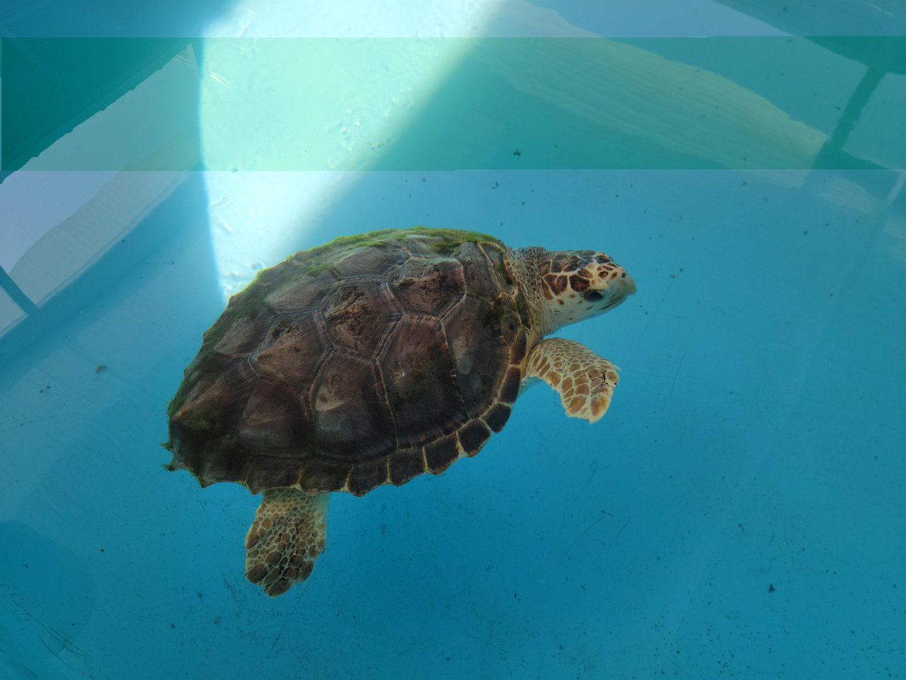 sea turtle Gulfarium
