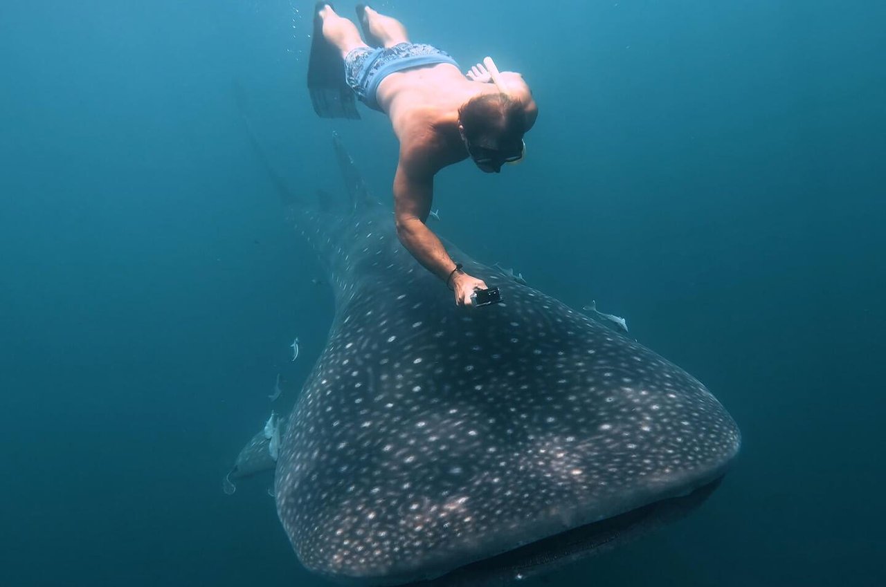 1661909 Whalesharkdestinflus