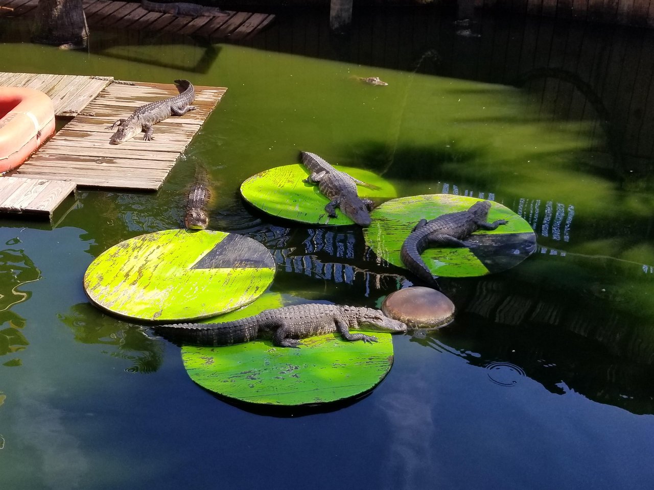 GAtor Beach locals