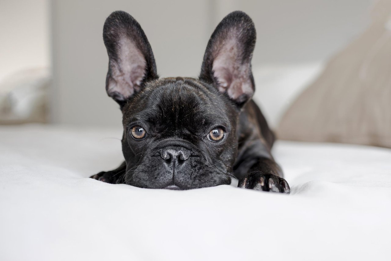 adorablelittlefrenchbulldoglookingcamera
