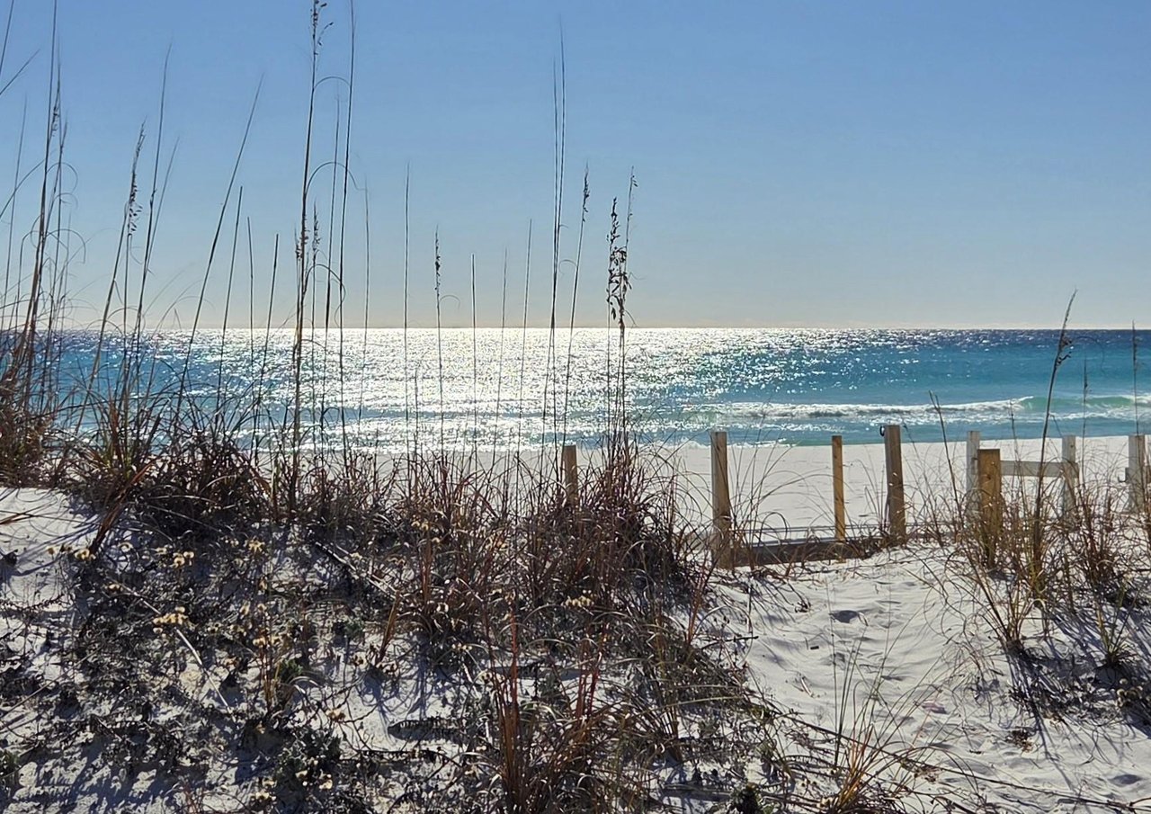 2190262 Sea Oats New