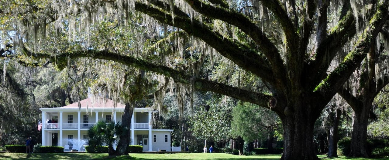2236352 Wesley House And Wedding Oak