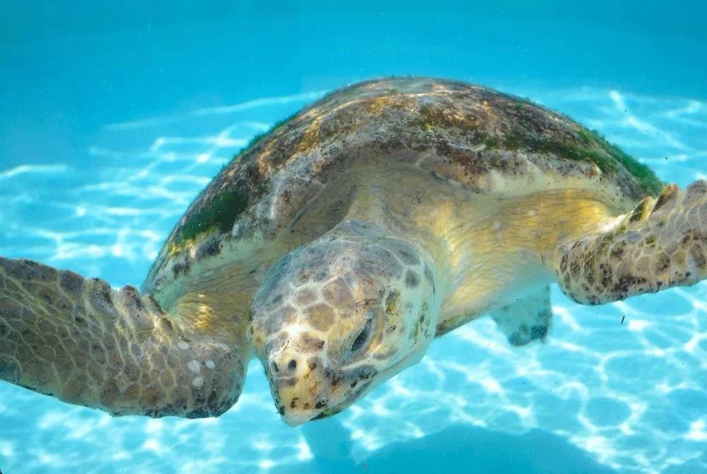2247192 Turtle1 1 Jpg Copy