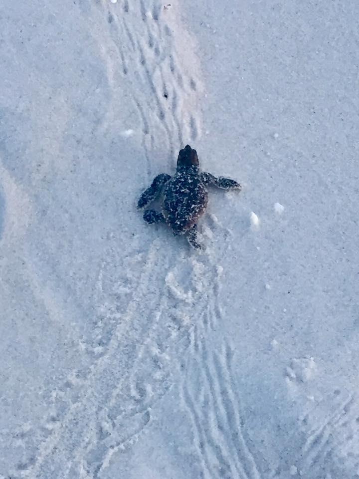 Sea Turtle Baby Goes Home