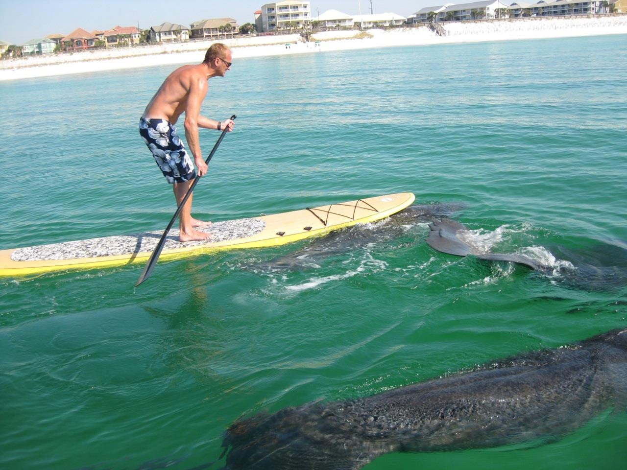 568076 Yoloboardmanatee