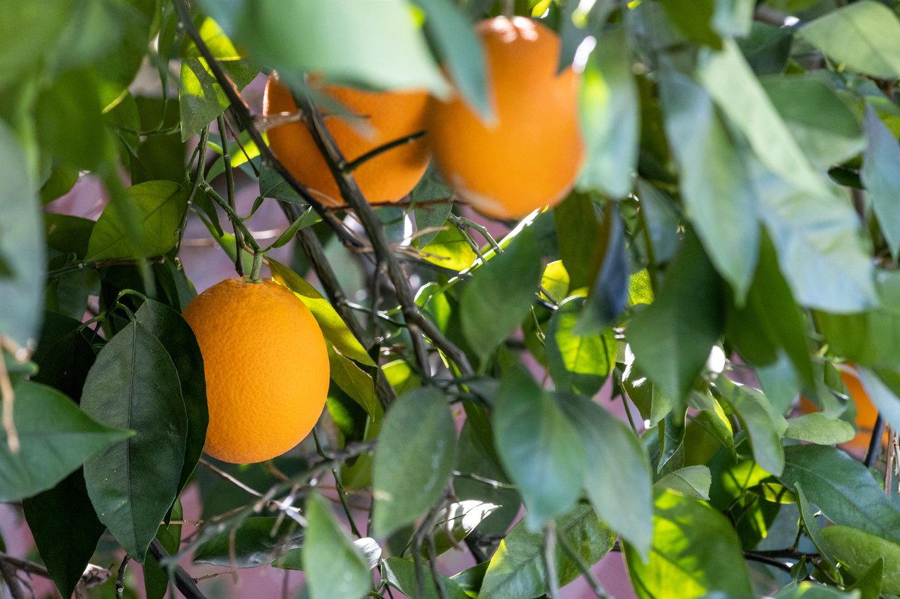 Citrus trees