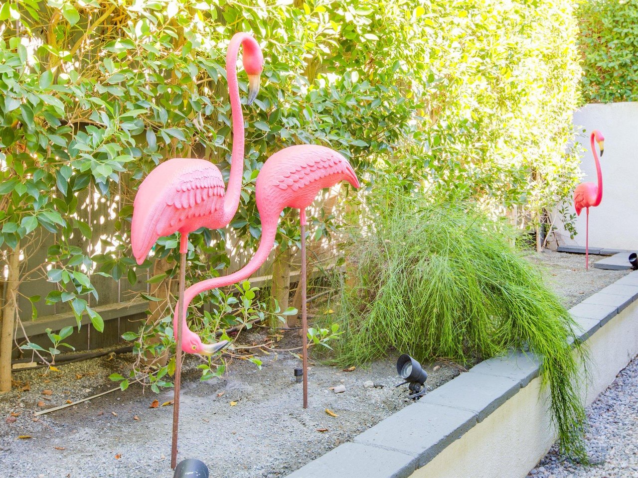 Flamingos