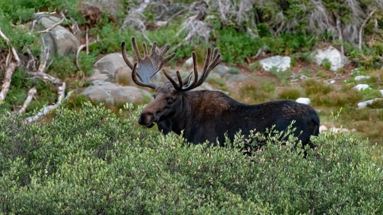 8223008 Utah Wildlife 2
