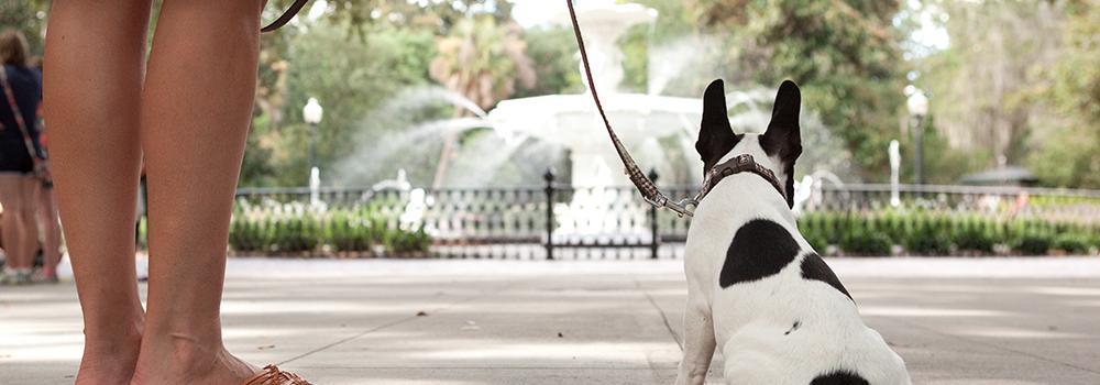 11064 Savannahdog_forsythfountain