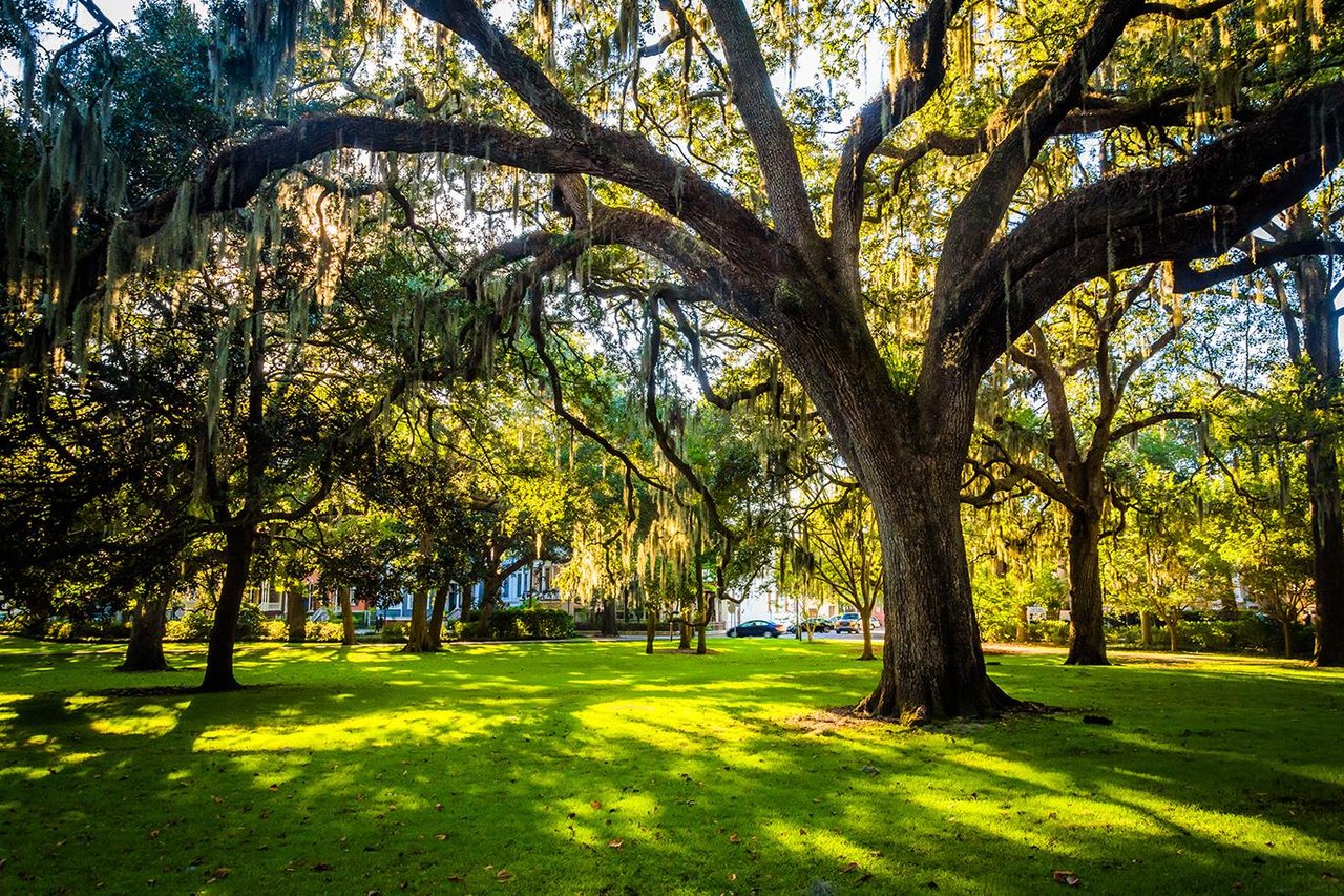 Spend an afternoon beneath the majestic oak trees.