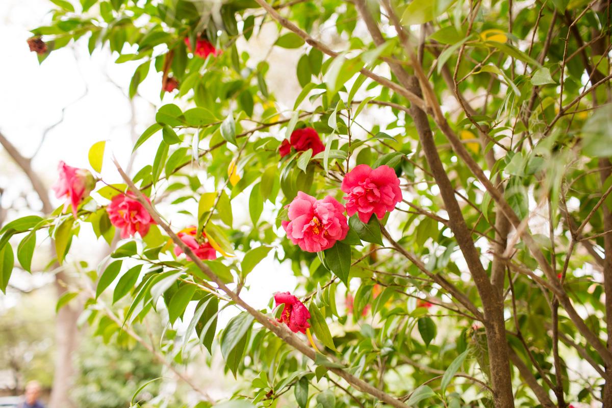 Enjoy the blooms year round.