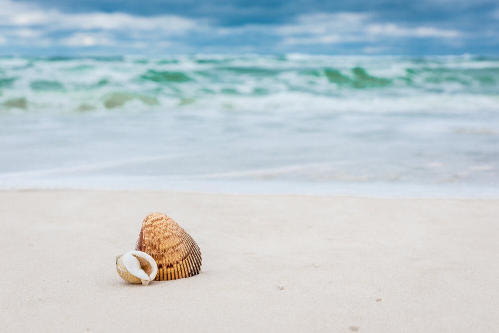 11490 Shellislandfl2