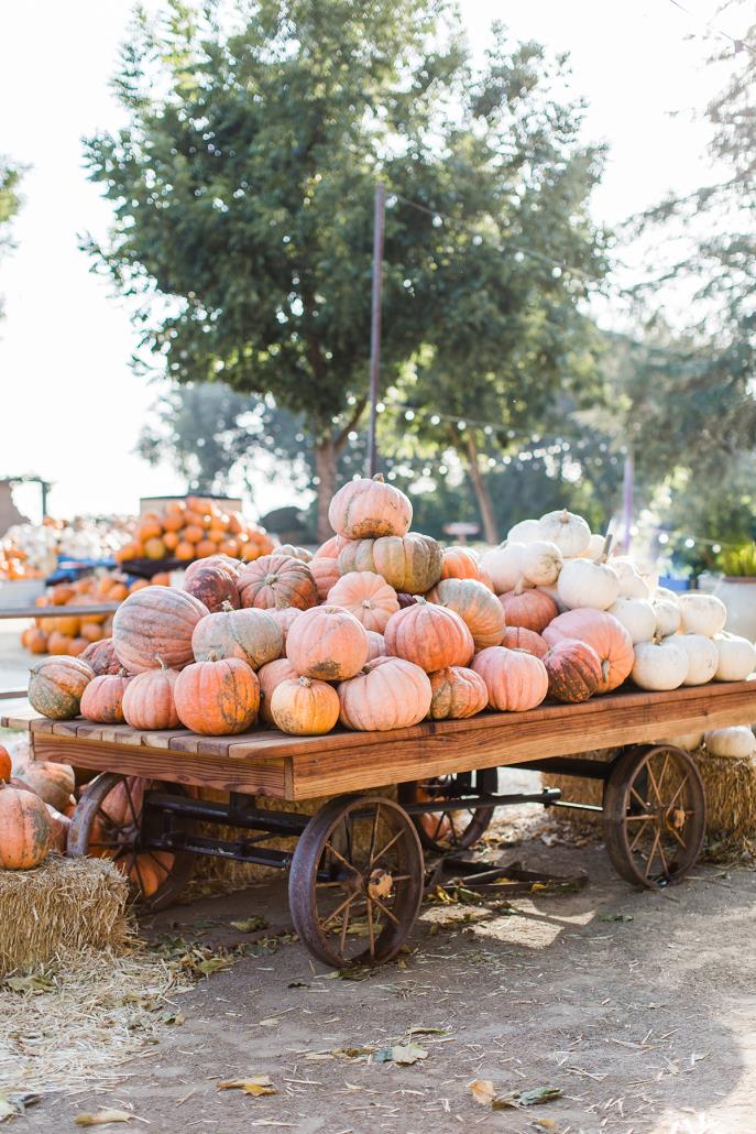 6136 Spookyhalloweenfundestinflorida