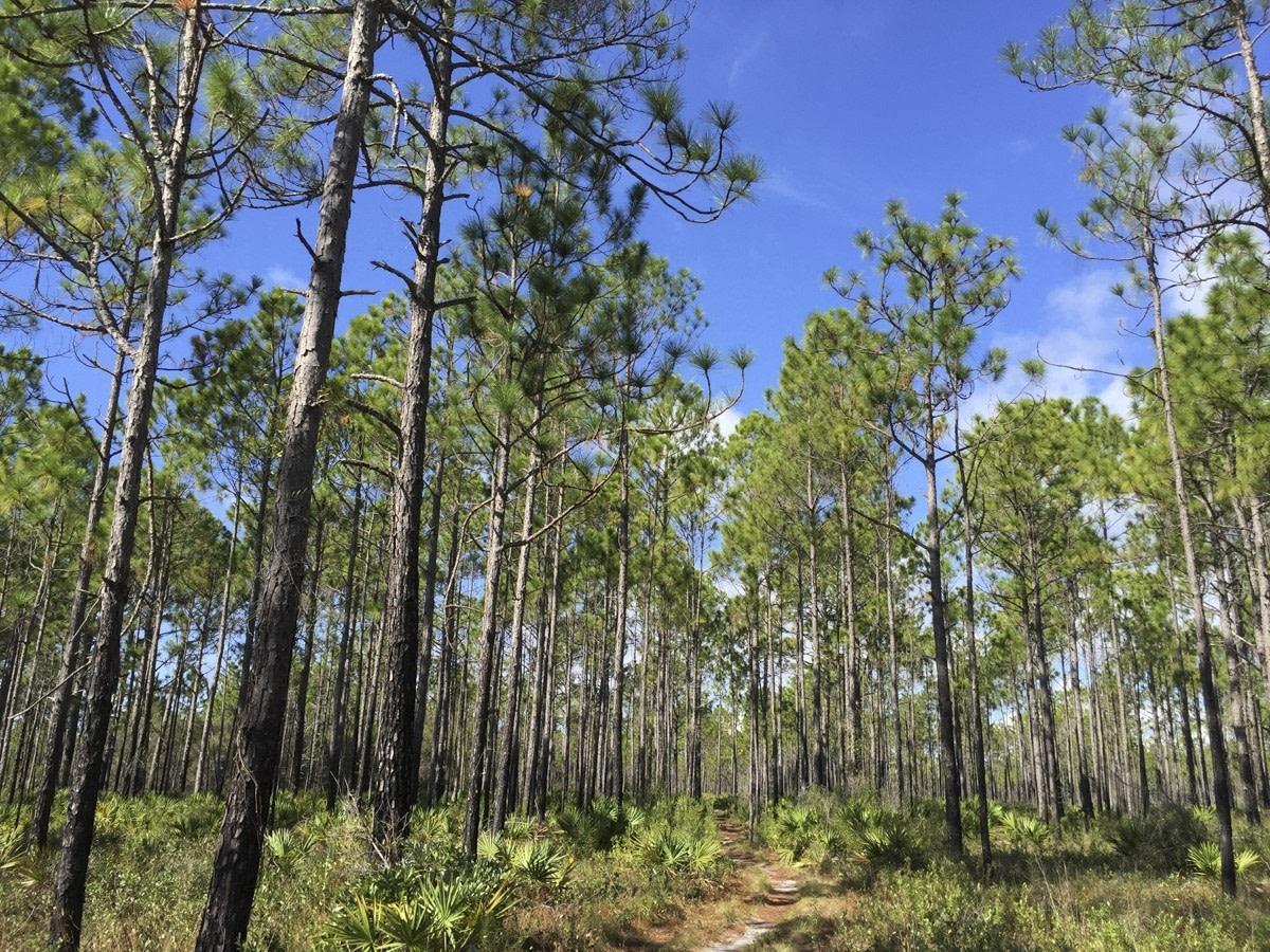 6228 Pointwashingtontrees_f544615a5056a36a0761efda3be1eda