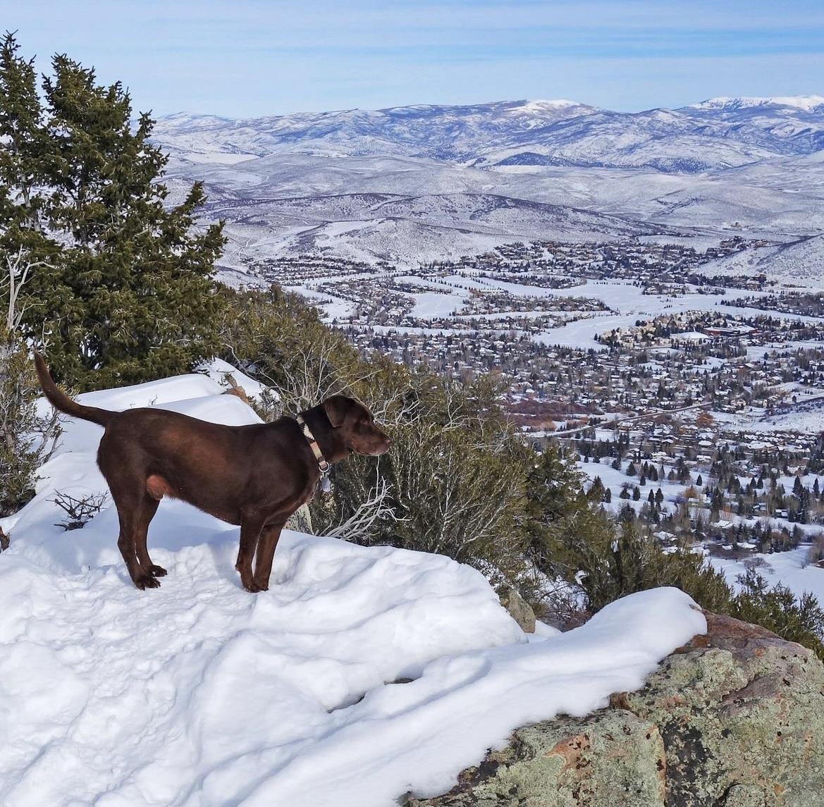 265894 Park City Lodging Is Petfriendly