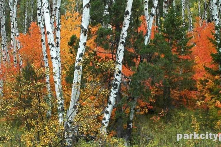 45 Header_fallinparkcity