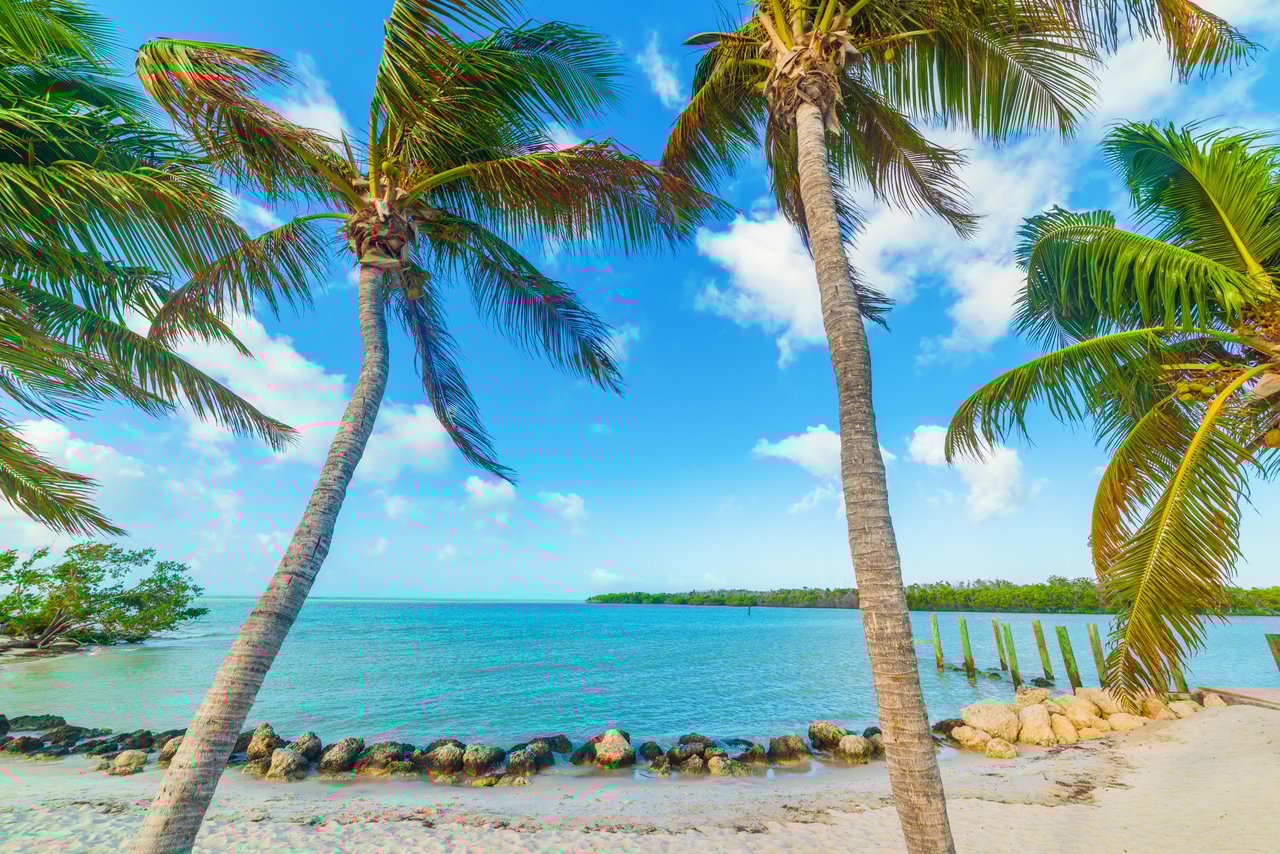 palms tress on beach at Marathon, Florida Keys