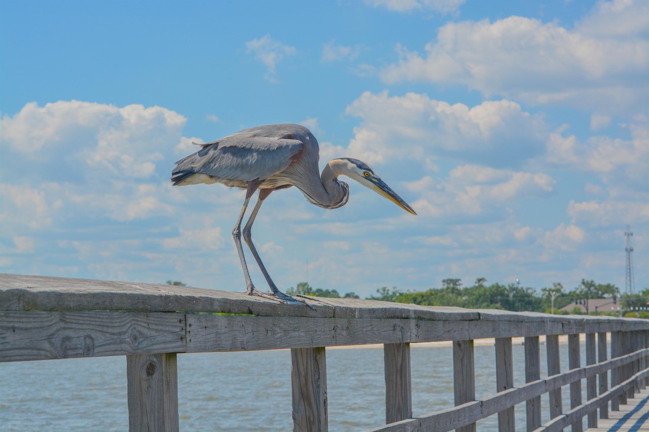 1199855 Blue Heron Spots A Fish On The Pier At Gulf Port, Mississippi