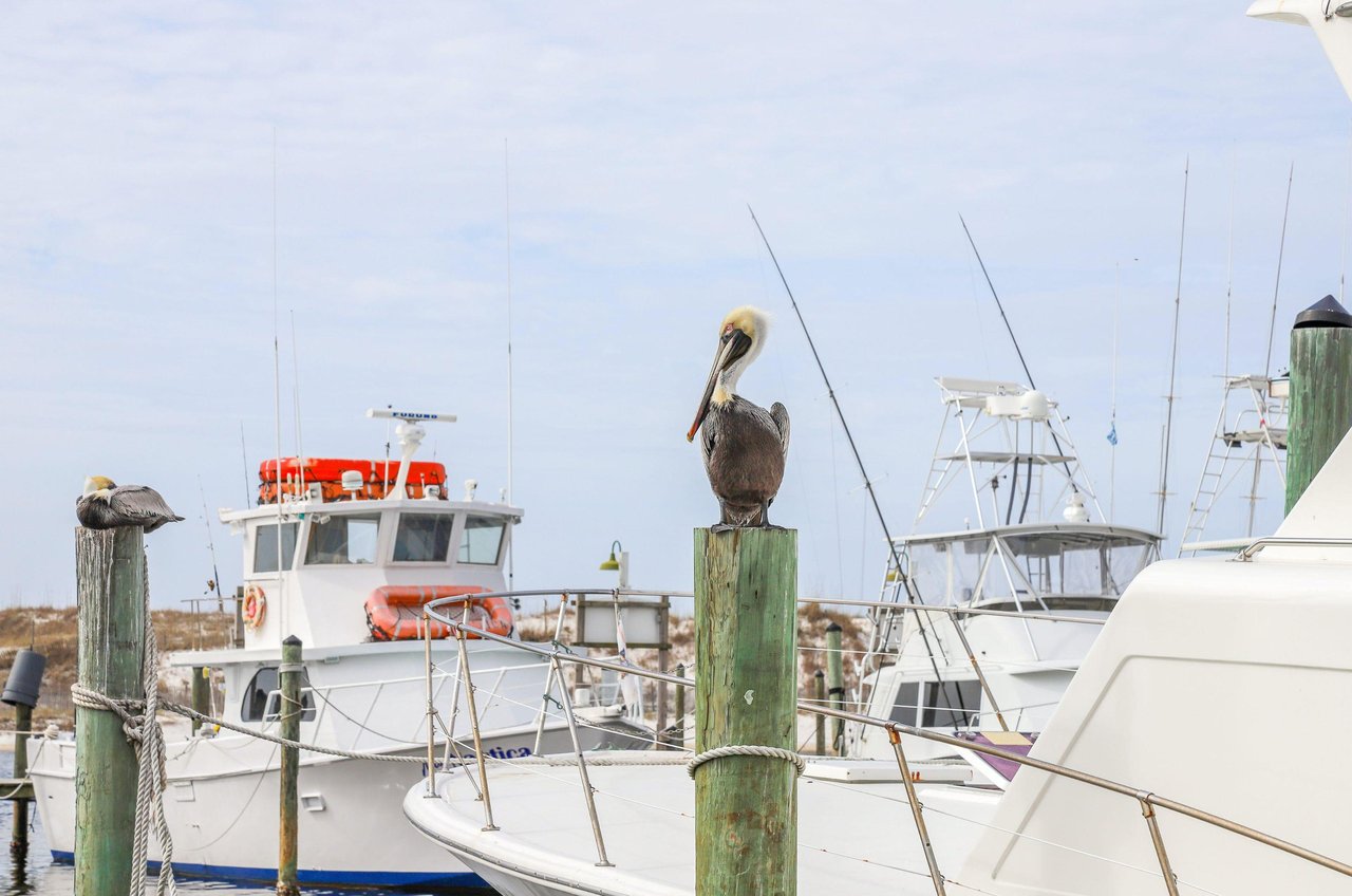 Pelicans and boats are common sights in the area.