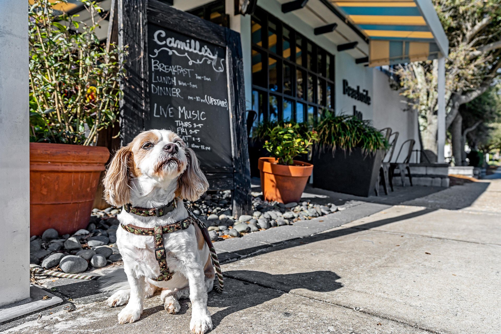 2093643 We Are Pet Friendly