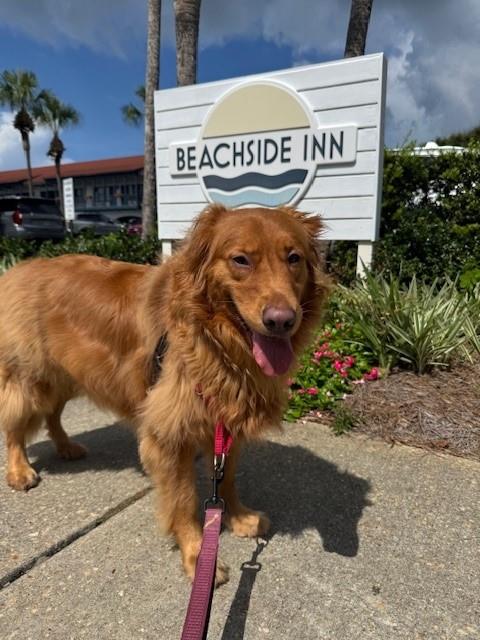 Honey Watson  Arlington, Texas