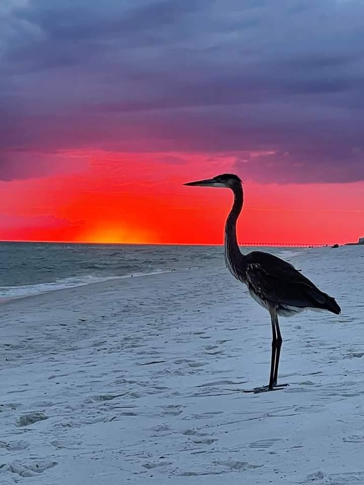 Blue Heron