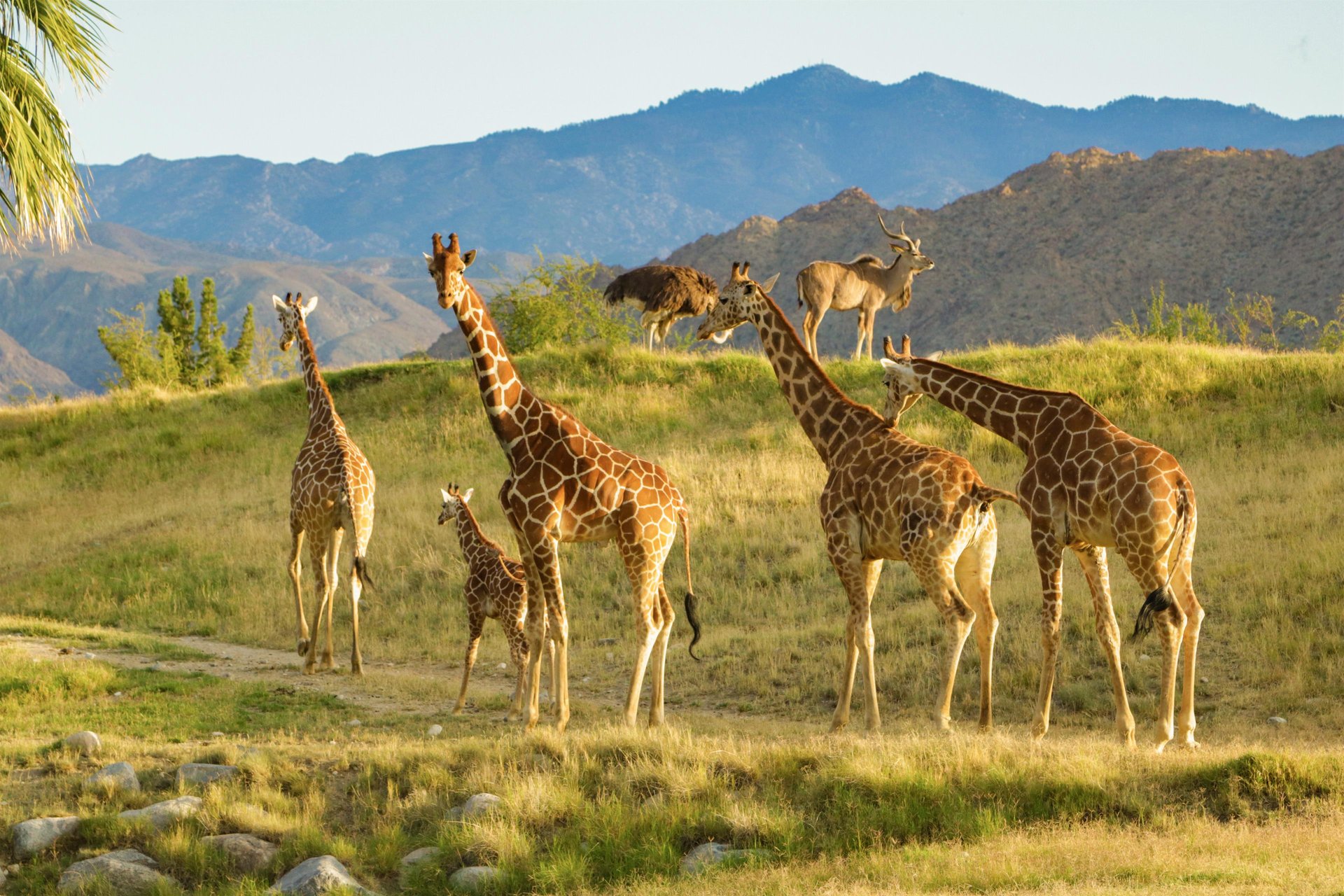 The Living Desert Zoo and Gardens