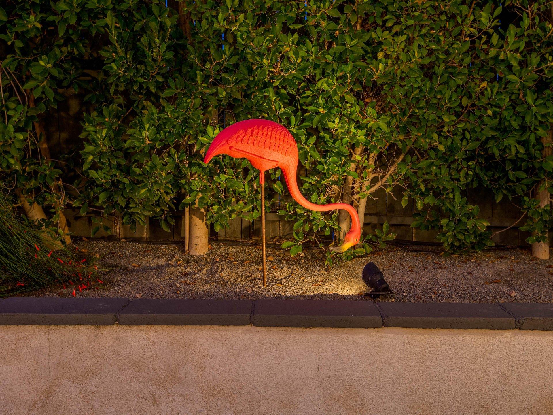 Nighttime flamingo