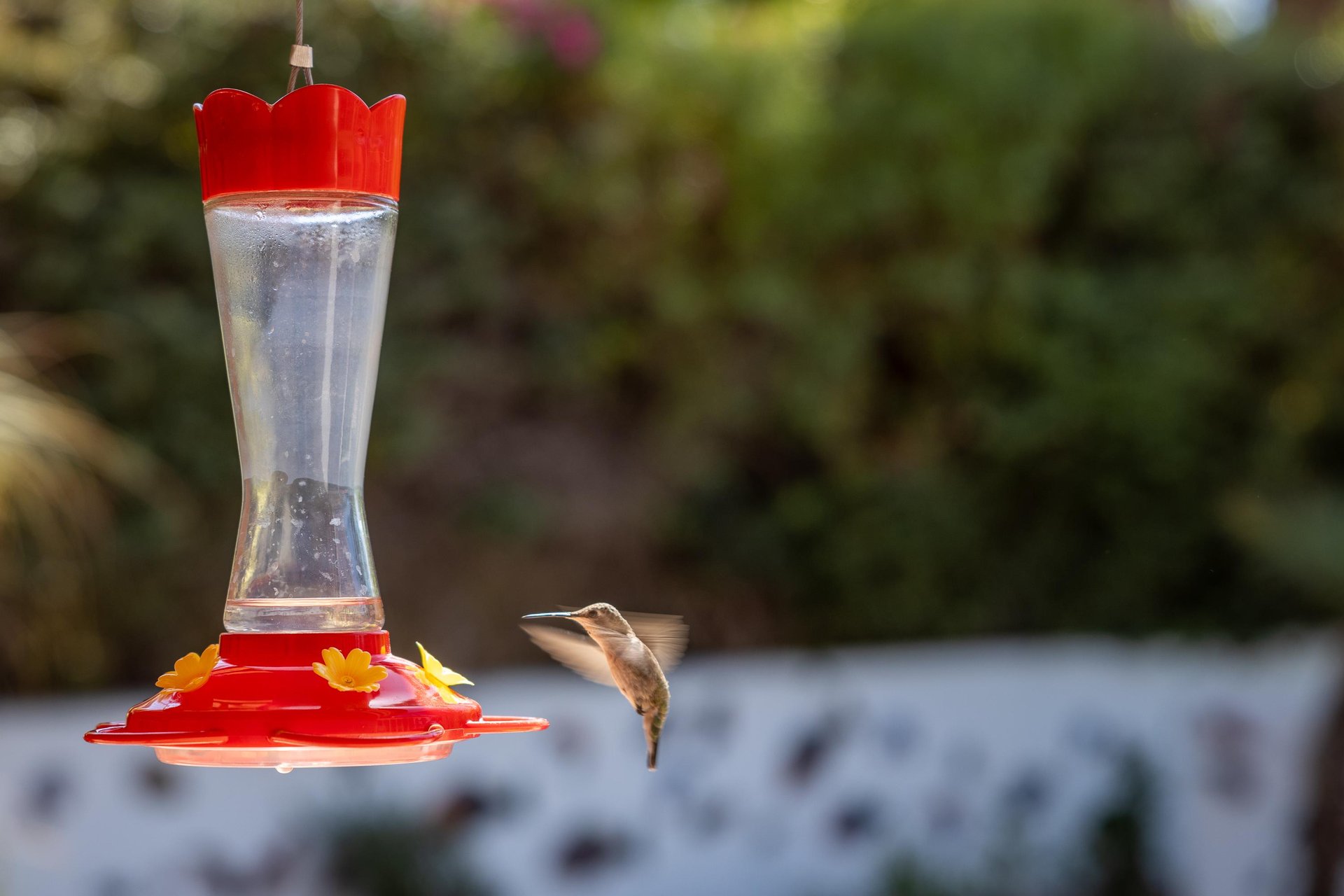 See if you can spot a hummingbird or two