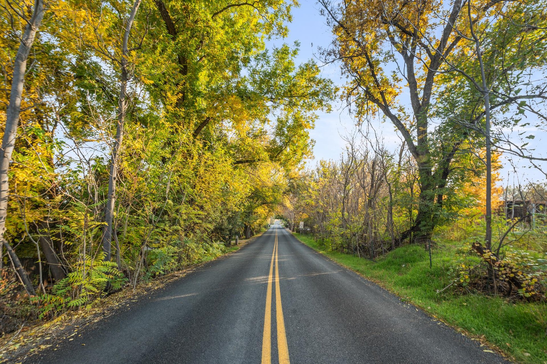 Tree Tunnel On Road To Home