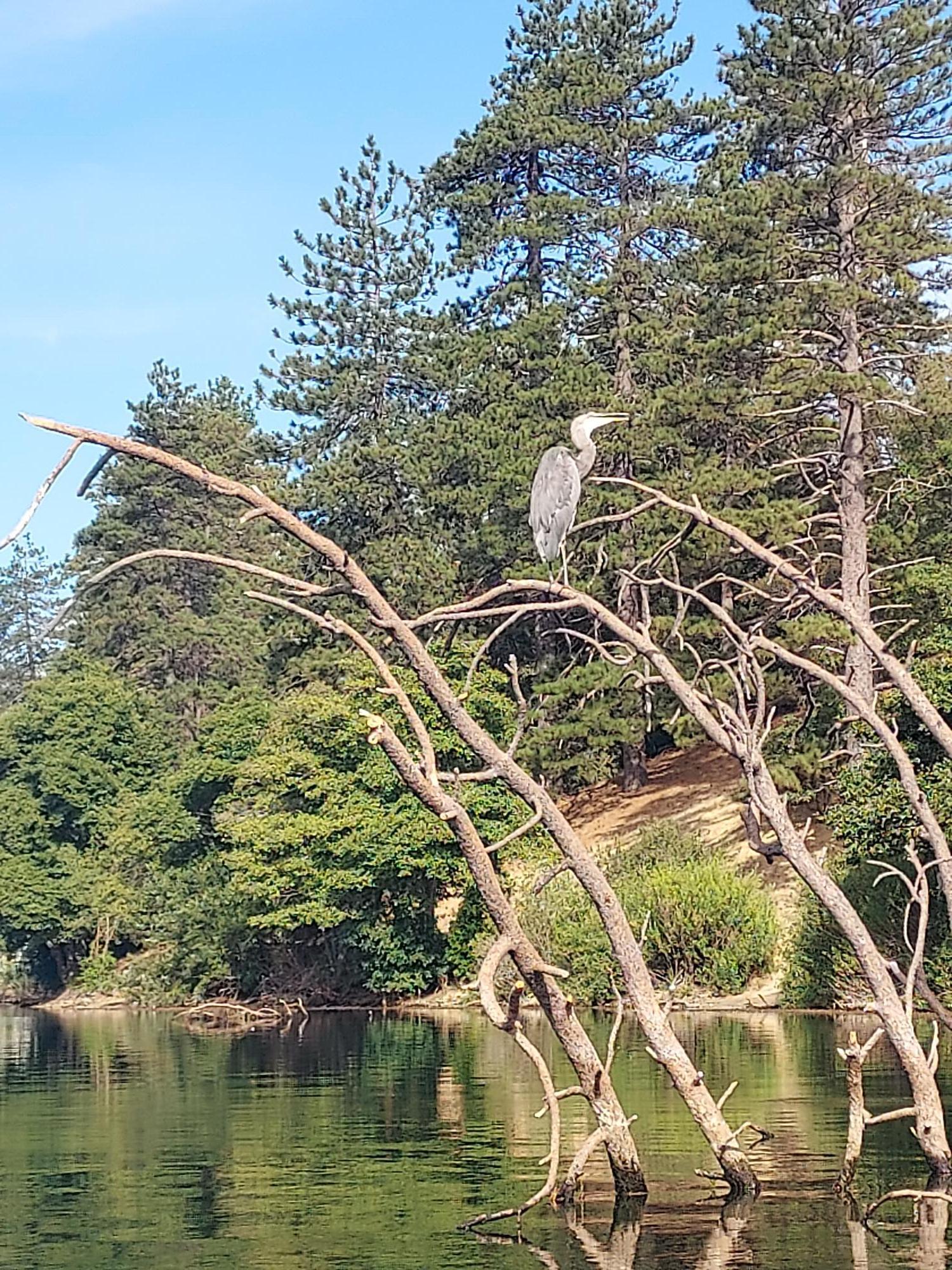 Plenty of wildlife that will join you on your trip