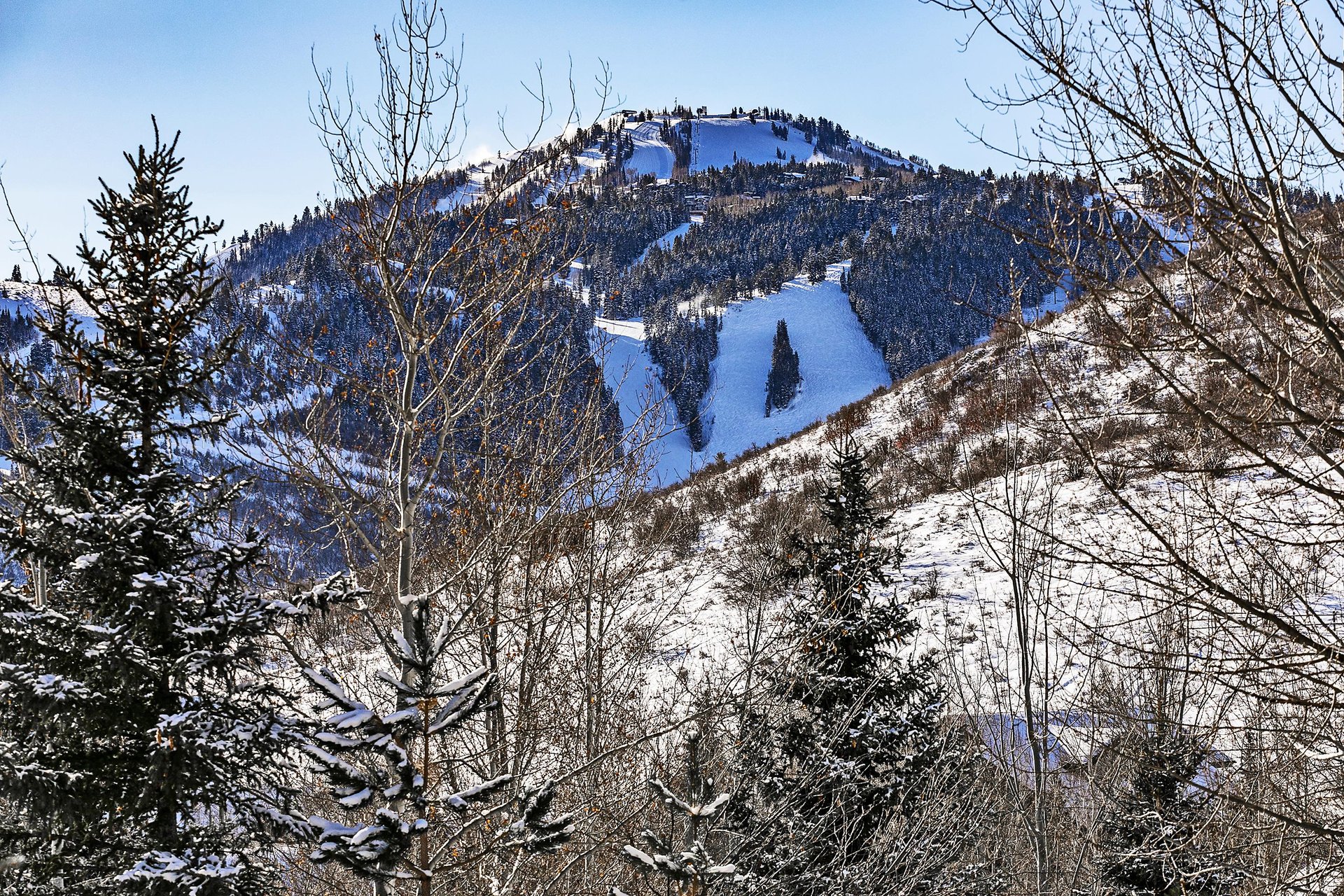A close up of Deer Valley Resorts Bald Mountain with snow on the runs and dense evergreen trees on a bluebird day.