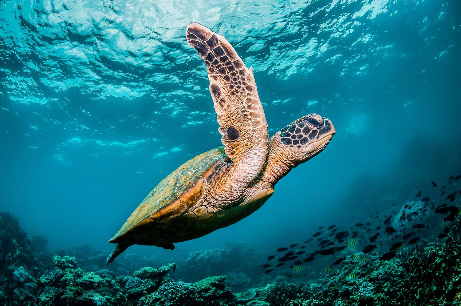 LoggerheadTurtleFloridaGulfCoast