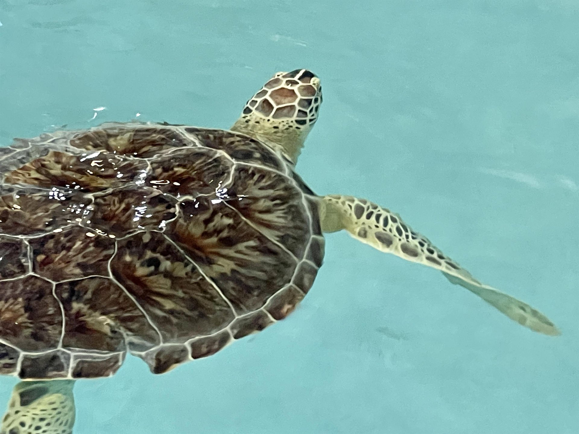 8155 Gulf Boulevard  Poseidons Rest 48