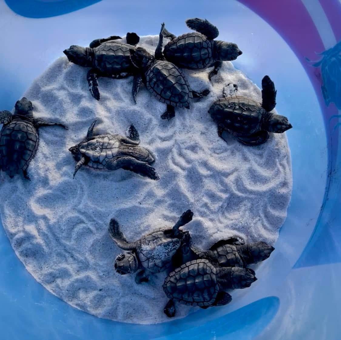 Sea Turtle Nest Hatched