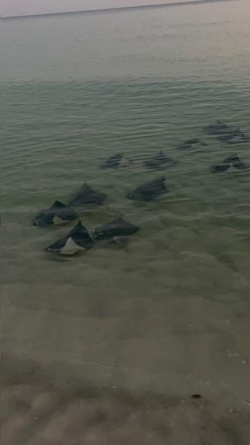 Sea Turtle Nest Hatched