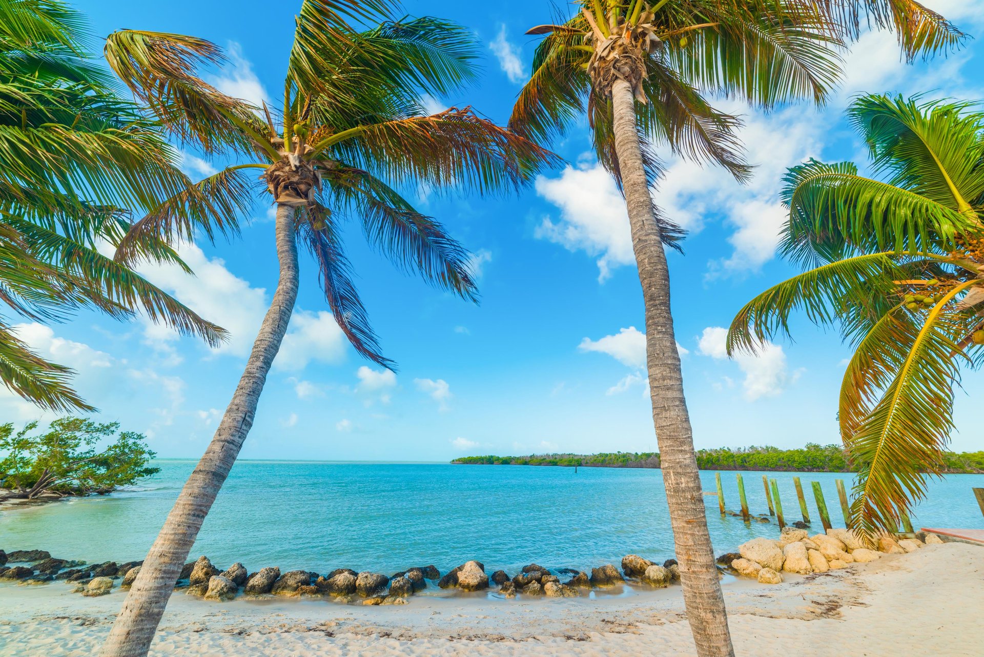 palms tress on beach at Marathon, Florida Keys