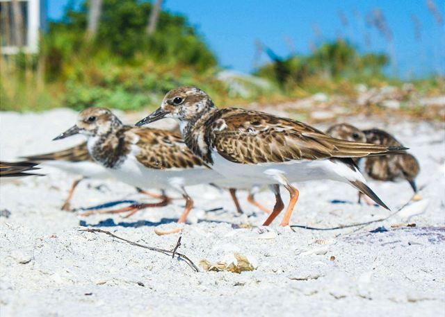 Loggerhead Cay 323 33