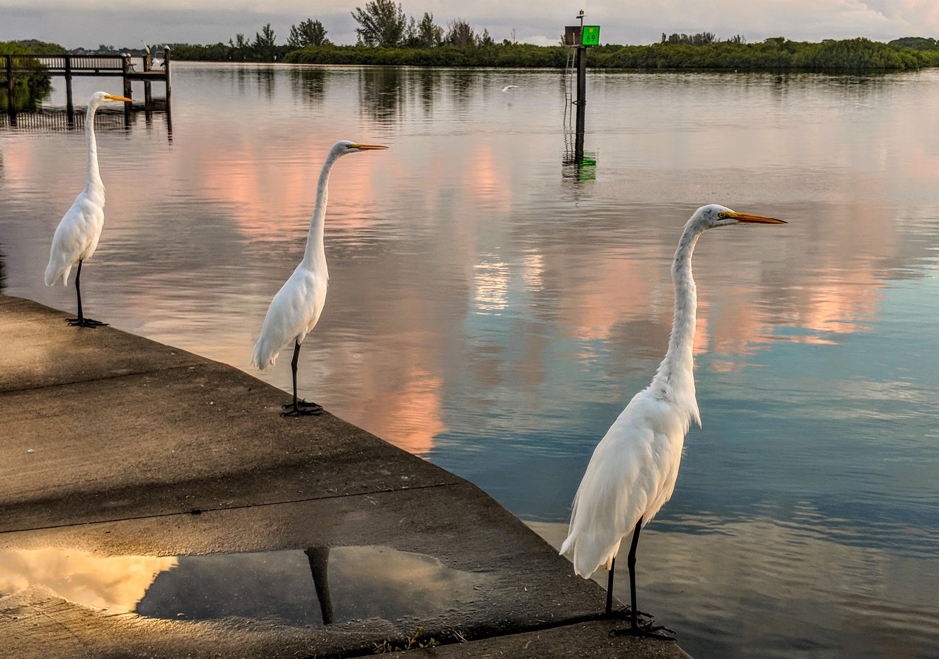 Three elegant herons grace the peaceful waterfront, creating a serene natural backdrop near the property with stunning reflective waters.