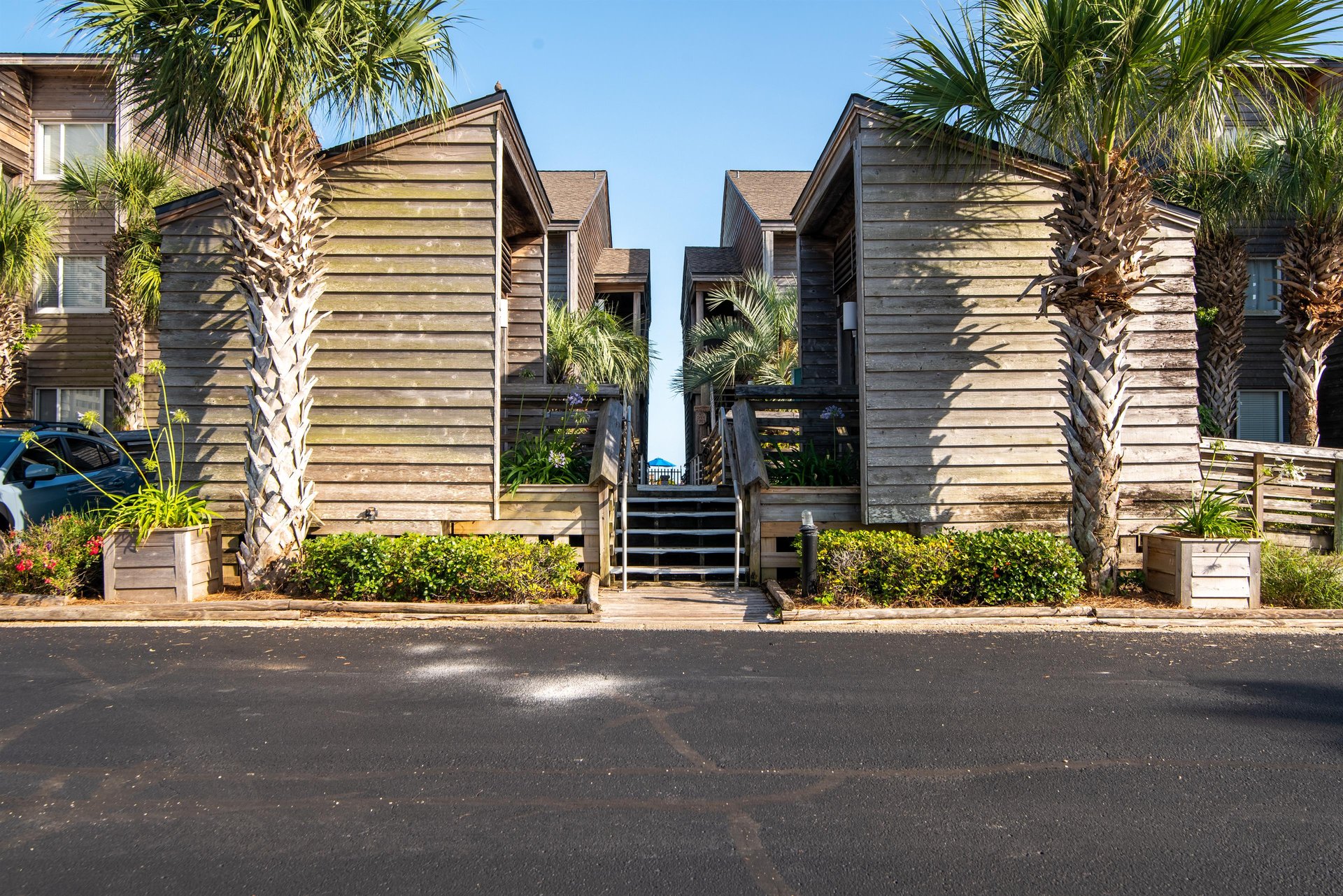 Needle Rush Point B11 26