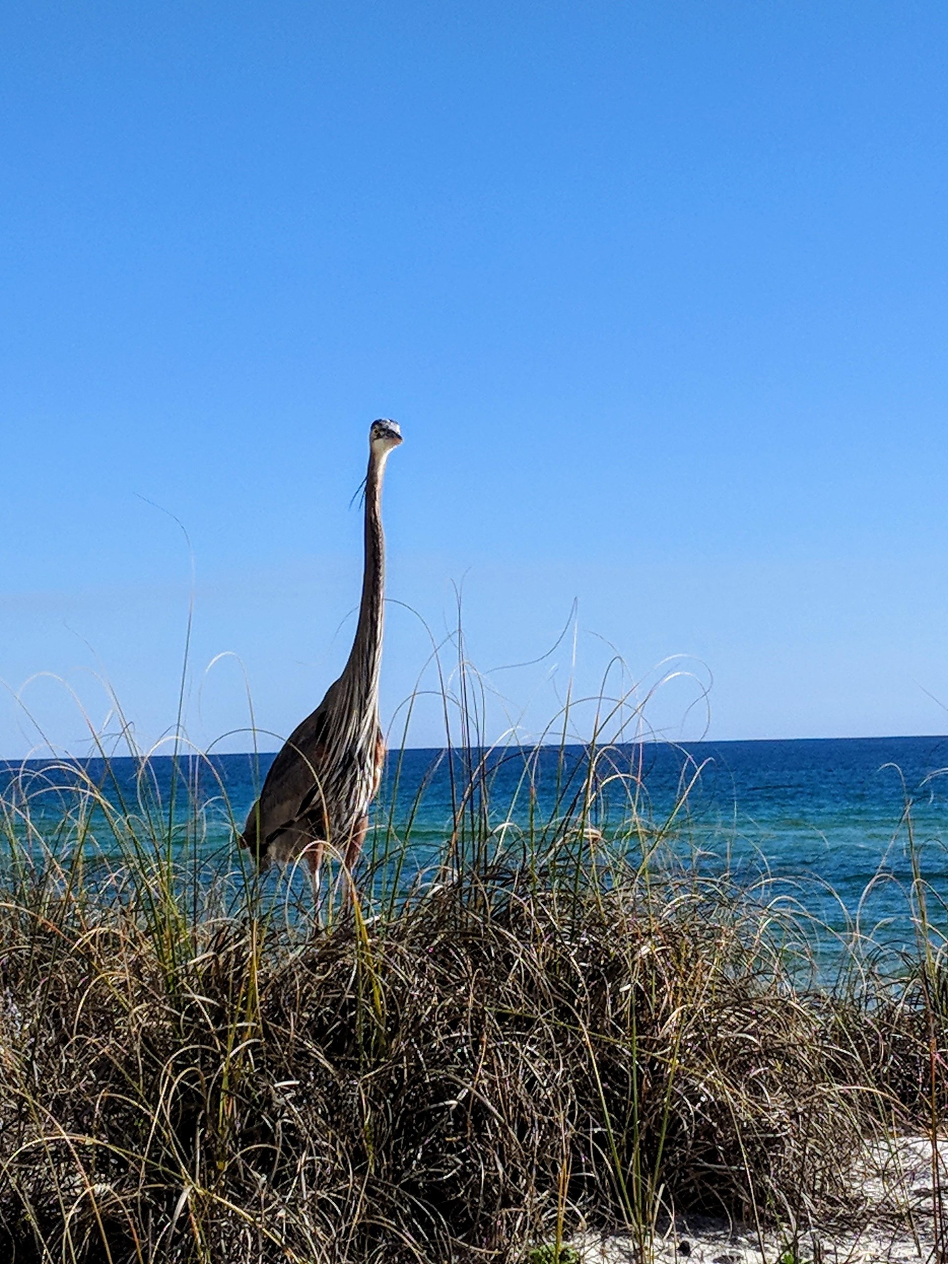Holiday Surf and Racquet Unit 622 18