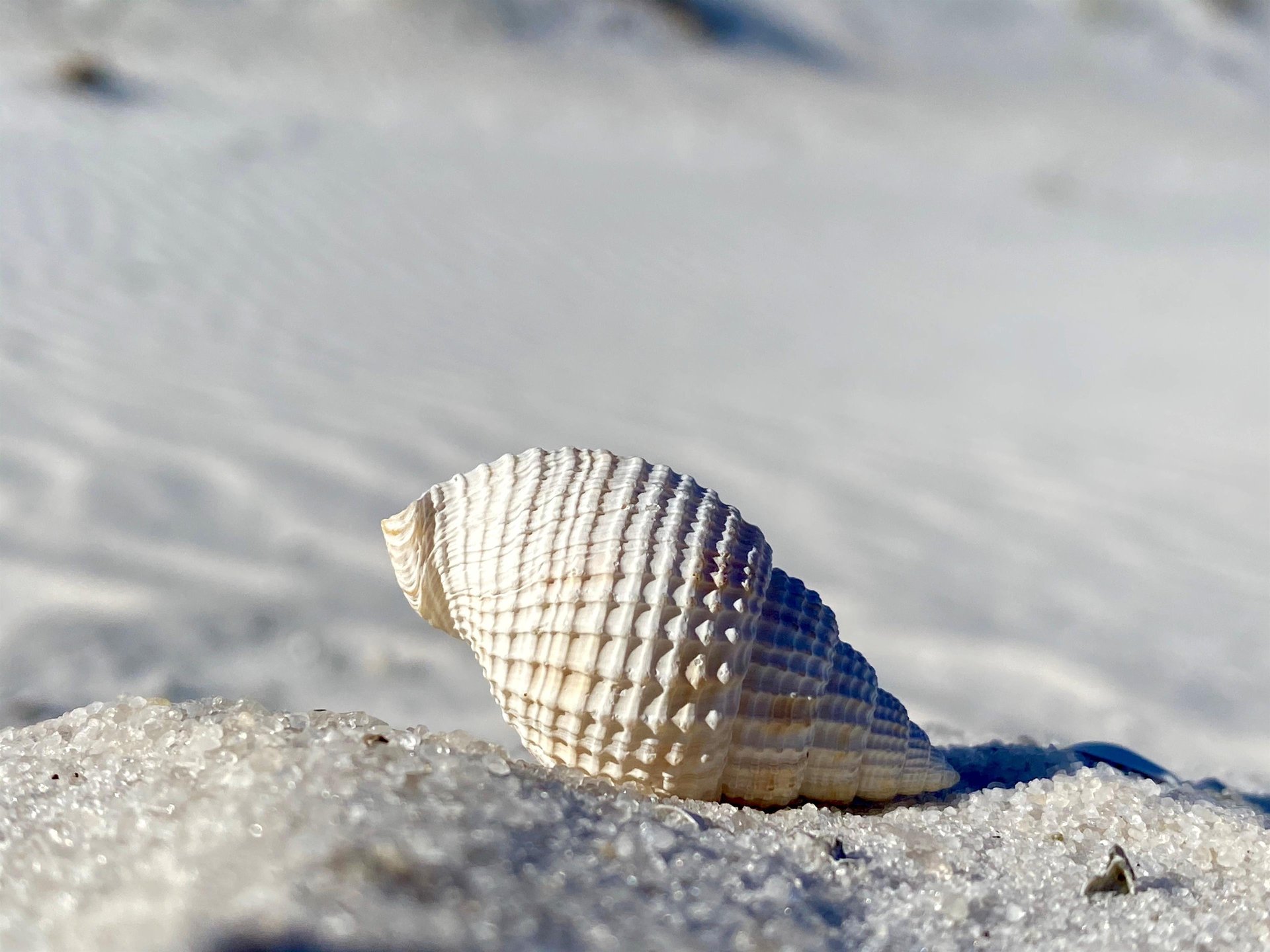 Holiday Surf and Racquet Unit 403 6