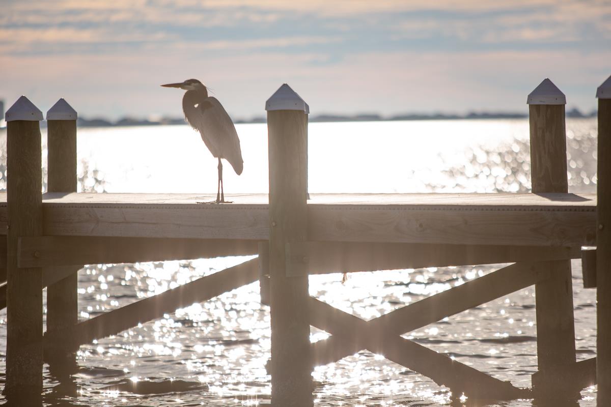 Beach Colony West 11F 56