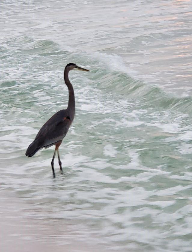 Holiday Surf and Racquet Unit 713 23